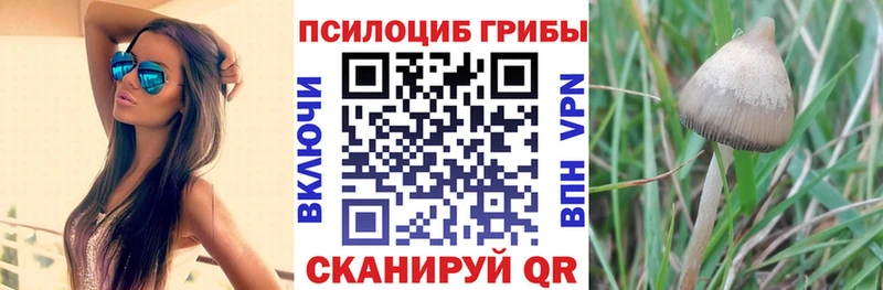Галлюциногенные грибы Psilocybe Советский